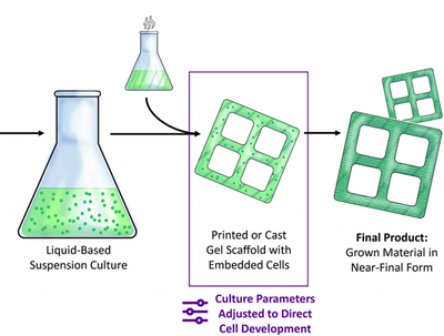 科學家開發出未來可生產生態友好型家具的新型3D雙色木材材料
